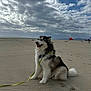 dog, alaskan_malamute, beach, sand, leash, cloudy_sky, outdoor, pet, fluffy, canine, sitting, nature, coast, sky, animal, daytime, landscape, recreation, vacation, fun