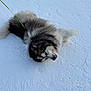 dog, husky, puppy, snow, playful, fluffy, outdoor, animal, pet, winter, white, fur, cute, nature, cold, leash, lying_down, young, mammal, canine