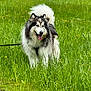 dog, alaskan_malamute, grass, greenery, outdoor, field, canine, pet, happy, tongue_out, fluffy, tail, nature, animal, summer, leash, walking, fur, mammal, playful