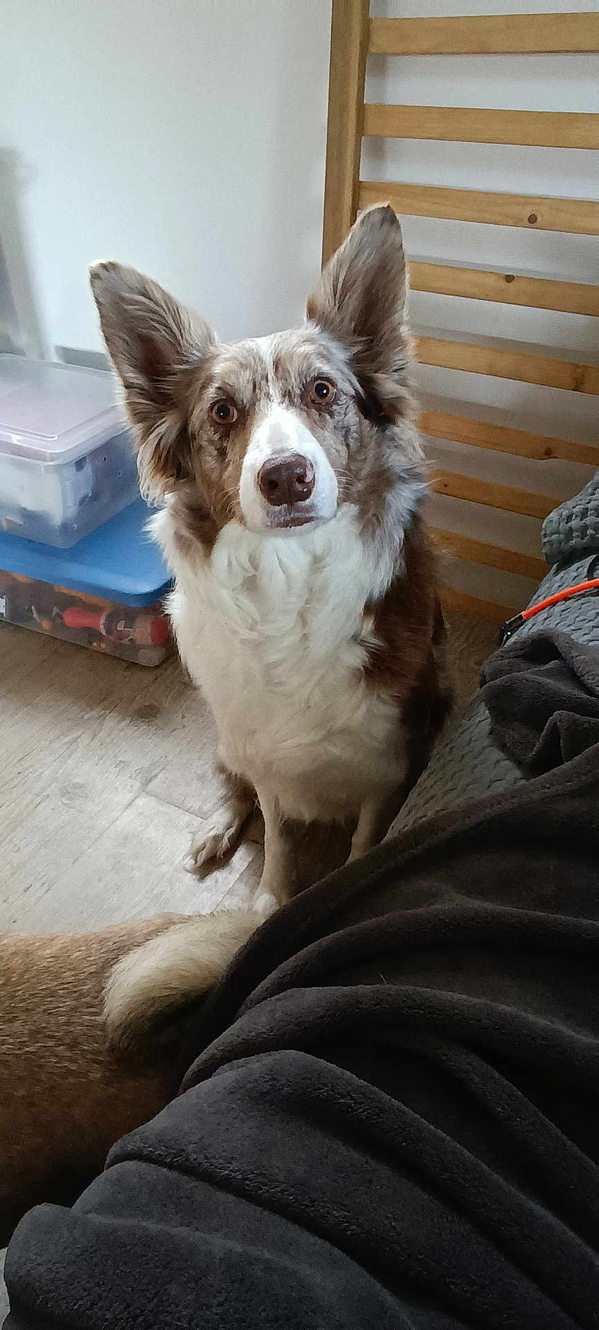 Belle