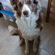 Belle participe au concours pour gagner de l'argent avec cette photo : animal, brown, canine, companion, curious, cute, dog, domestic, ears, floor, fur, furniture, home, indoor, looking, pet, sitting, storage_boxes, white, wooden_chair