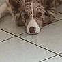 Belle a rejoint le concours — aidez-le/la à gagner de superbes lots ! animal, brown, calm, canine, close_up, companion, dog, domestic_animal, ears, face, floor, fur, indoor, looking_at_camera, lying_down, pet, portrait, resting, tile_floor, white