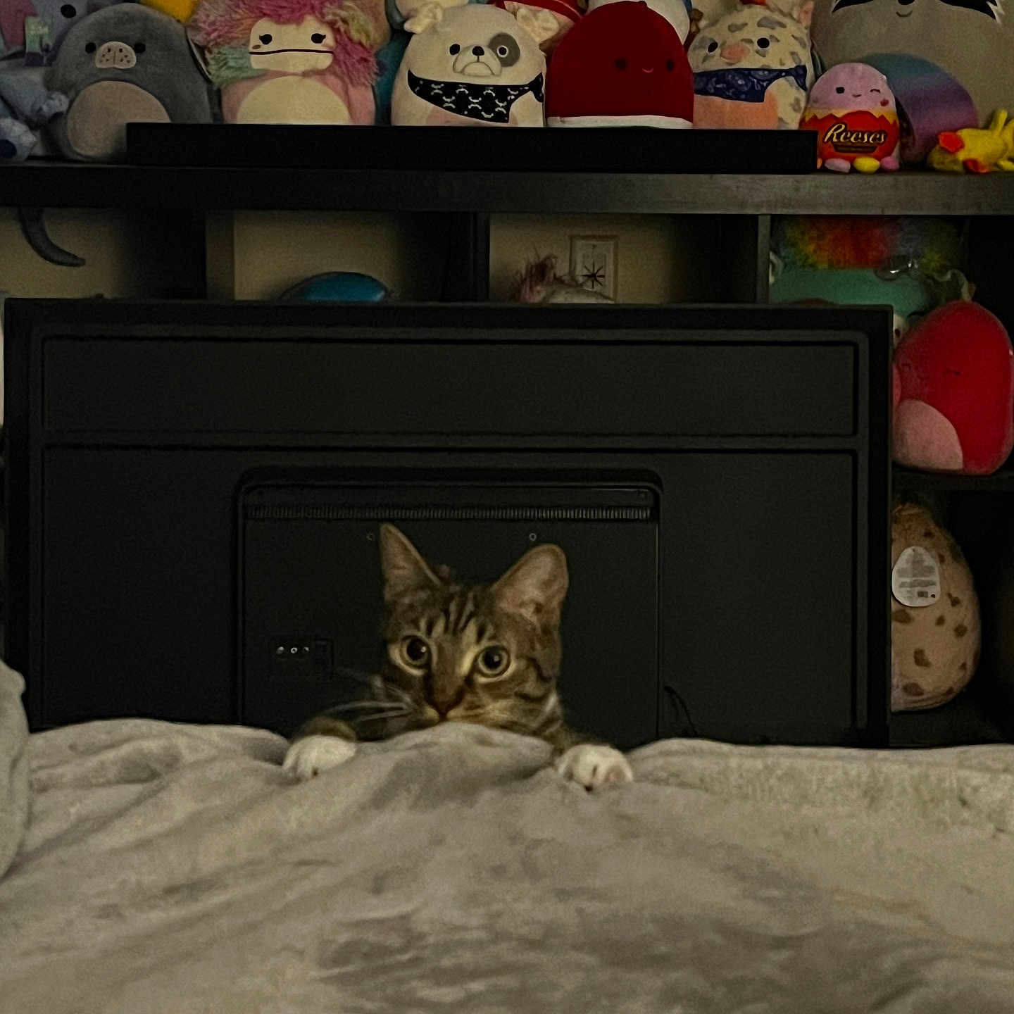 Ohana is registered to the contest to win money with this photo: bedroom, blanket, cat, cozy, cuddly, curious, cute, decor, feline, indoor, peeking, plush_toys, quiet, resting, shelf, soft_texture, stuffed_animals, tabby, toy_collection, wide_eyes