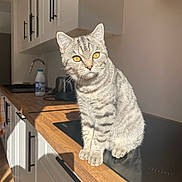 Achille participe au concours pour gagner de l'argent avec cette photo : cat, silver_tabby, golden_eyes, kitchen, countertop, sunlight, domestic, pet, feline, striped_fur, indoor, modern_kitchen, cabinet, wooden_countertop, cute, sitting, animal, home, portrait, warm_light