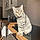 Achille