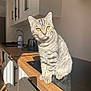 cat, silver_tabby, golden_eyes, kitchen, countertop, sunlight, domestic, pet, feline, striped_fur, indoor, modern_kitchen, cabinet, wooden_countertop, cute, sitting, animal, home, portrait, warm_light