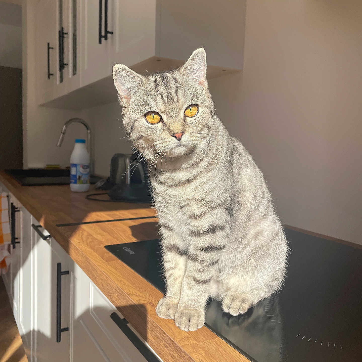 Achille participe au concours pour gagner de l'argent avec cette photo : animal, cabinet, cat, countertop, cute, domestic, feline, golden_eyes, home, indoor, kitchen, modern_kitchen, pet, portrait, silver_tabby, sitting, striped_fur, sunlight, warm_light, wooden_countertop