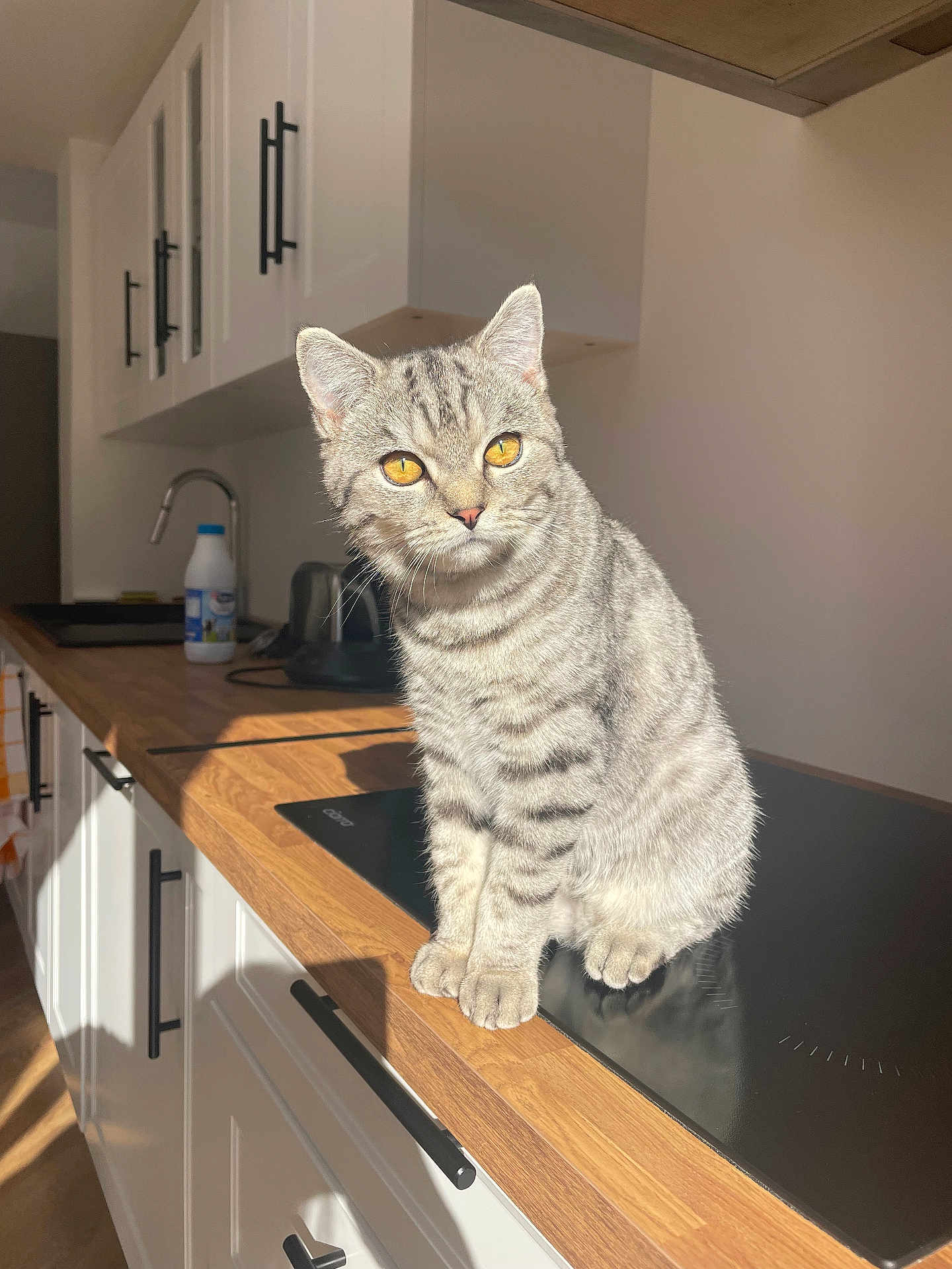 Achille participe au concours pour gagner de l'argent avec cette photo : cat, silver_tabby, golden_eyes, kitchen, countertop, sunlight, domestic, pet, feline, striped_fur, indoor, modern_kitchen, cabinet, wooden_countertop, cute, sitting, animal, home, portrait, warm_light