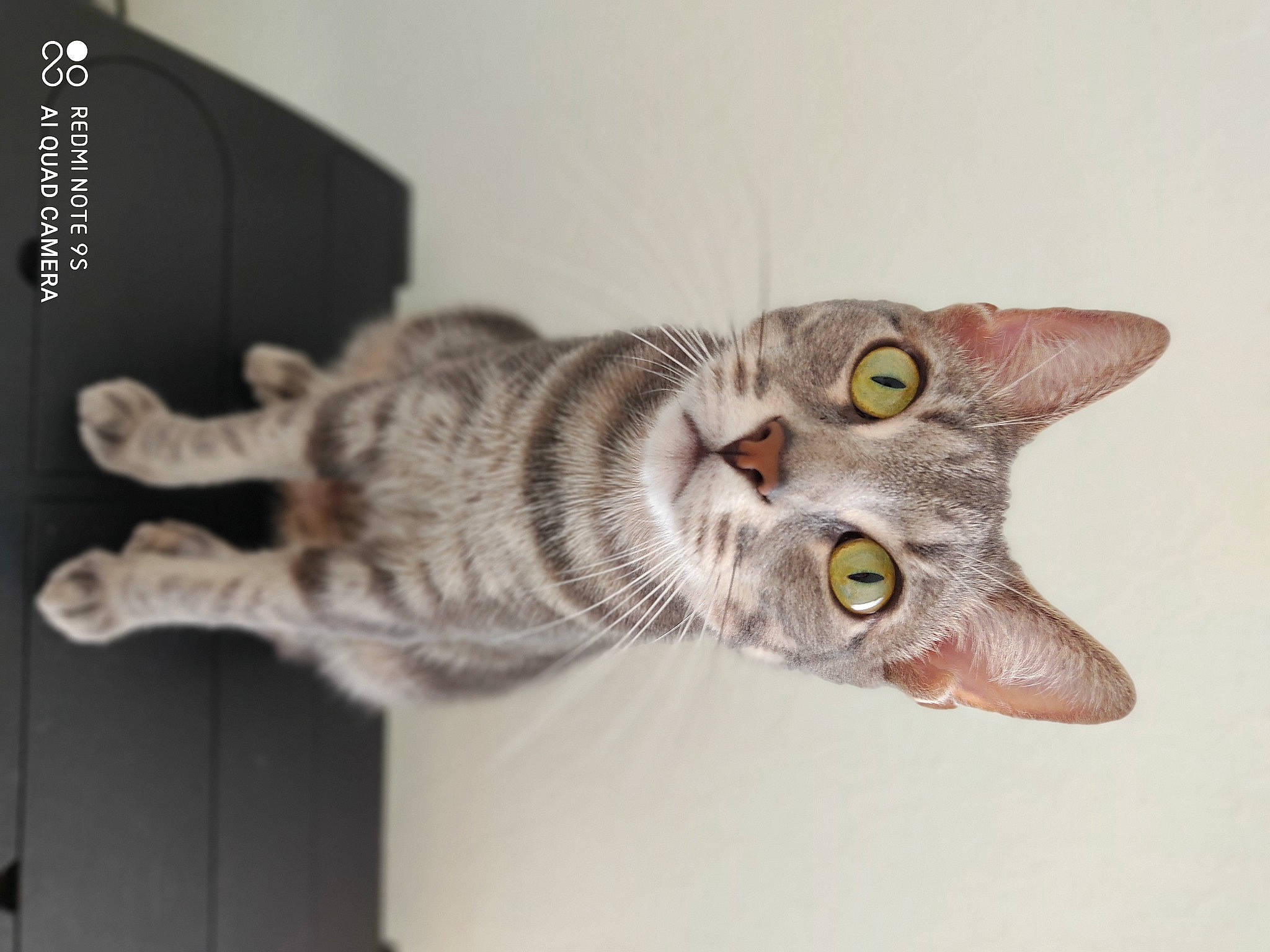 Philou a rejoint le concours — aidez-le/la à gagner de superbes lots ! american_shorthair, asian, australian_mist, carnivore, cat, domestic_short_haired_cat, dragon_li, european_shorthair, eye, felidae, kitten, mammal, ocicat, organism, oriental_shorthair, photo_caption, small_to_medium_sized_cats, tabby_cat, tail, whiskers