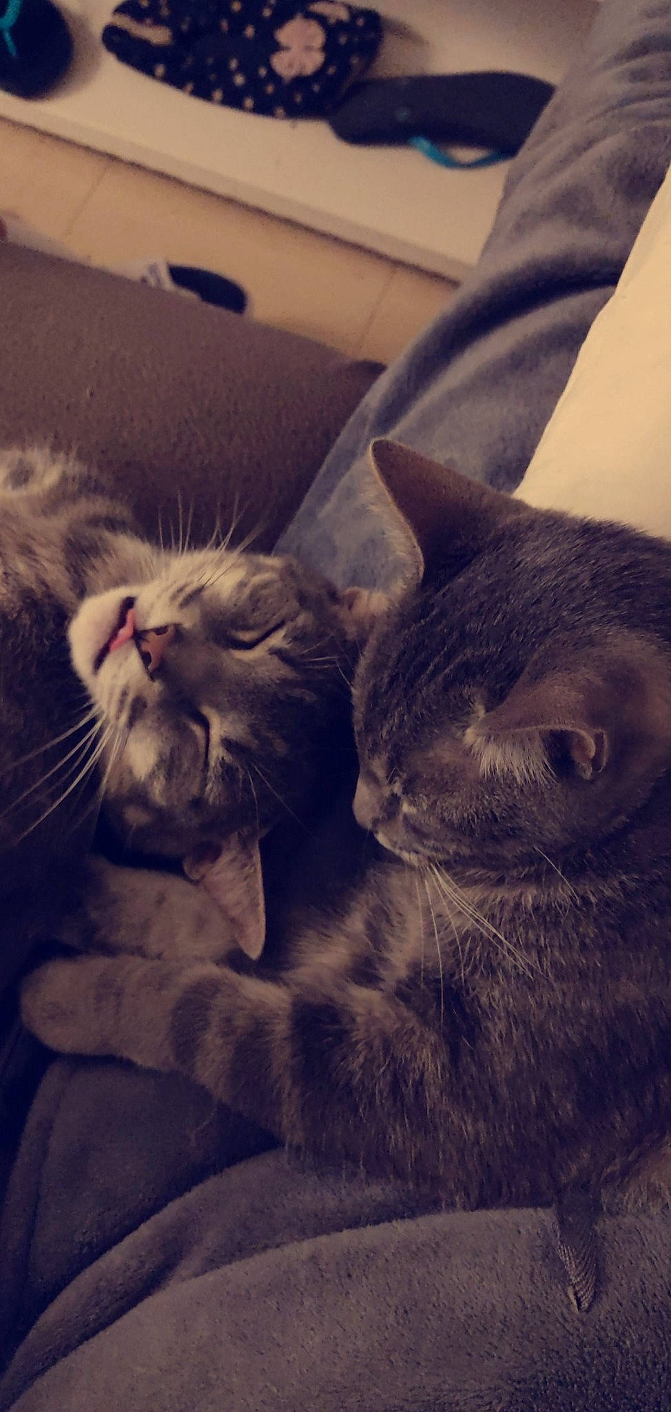 Philou participe au concours pour gagner de l'argent avec cette photo : american_shorthair, asian, british_shorthair, burmese, carnivore, cat, chartreux, domestic_short_haired_cat, ear, european_shorthair, felidae, fur, kitten, korat, mammal, nebelung, russian_blue, small_to_medium_sized_cats, snout, whiskers