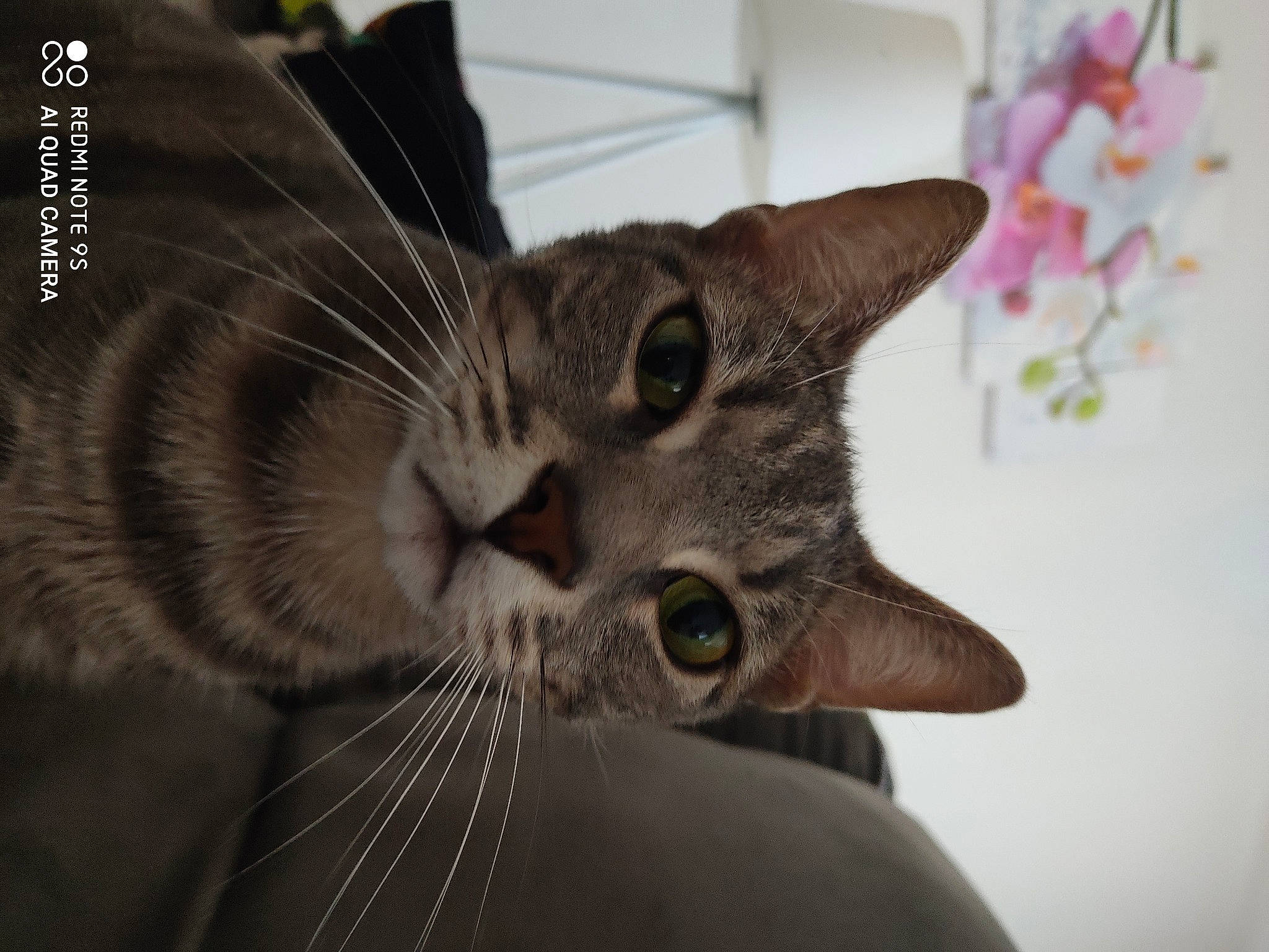 Philou participe au concours pour gagner de l'argent avec cette photo : american_shorthair, american_wirehair, asian, carnivore, cat, close_up, domestic_short_haired_cat, dragon_li, european_shorthair, felidae, fur, kitten, mammal, ocicat, organism, plant, small_to_medium_sized_cats, snout, tabby_cat, whiskers