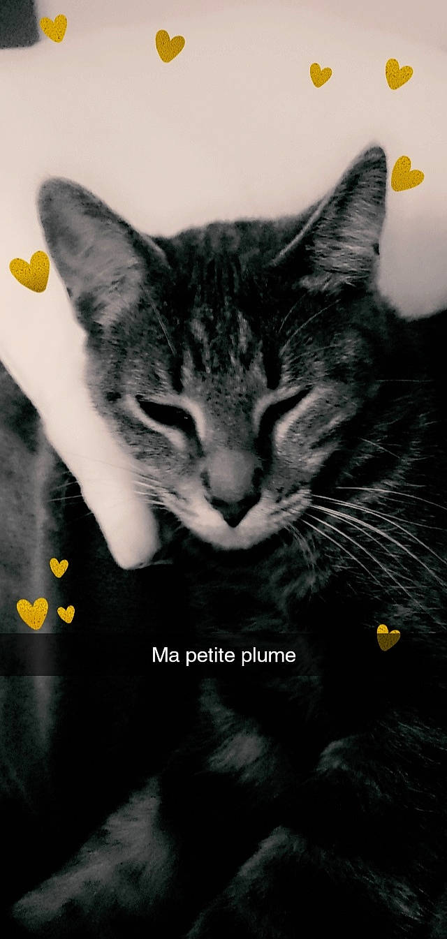 Plume a rejoint le concours — aidez-le/la à gagner de superbes lots ! american_wirehair, asian, black_and_white, black_cat, carnivore, cat, domestic_short_haired_cat, european_shorthair, felidae, kitten, photo_caption, photography, small_to_medium_sized_cats, snout, tabby_cat, whiskers