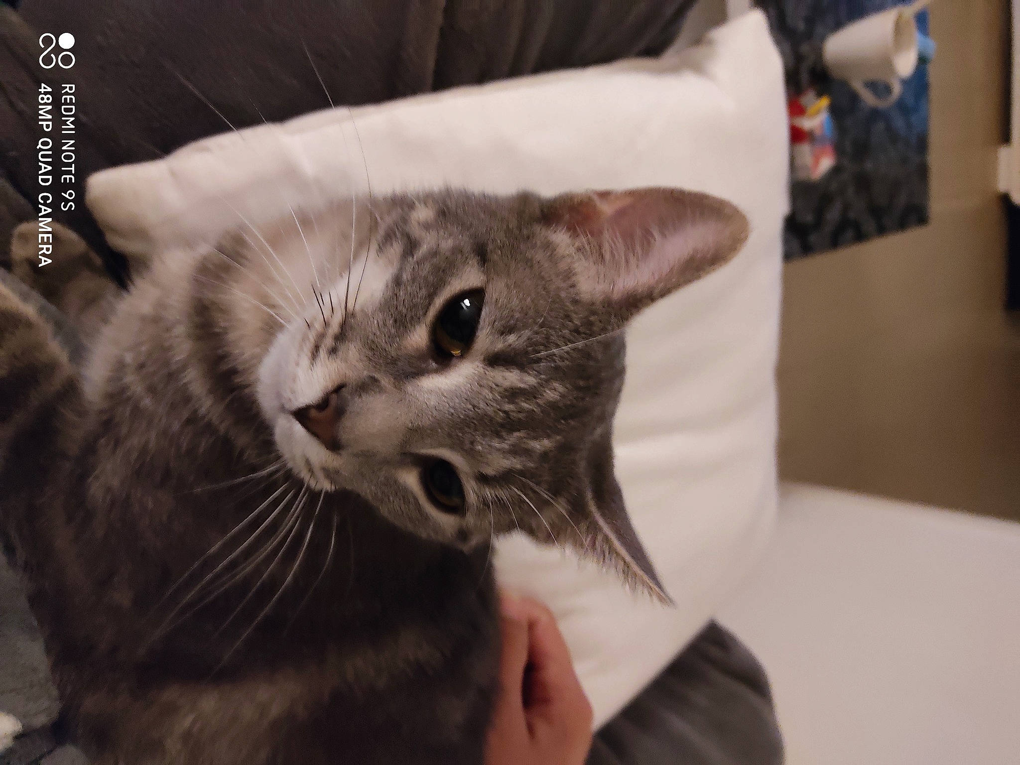 Plume participe au concours pour gagner de l'argent avec cette photo : american_shorthair, asian, carnivore, cat, domestic_short_haired_cat, dragon_li, ear, european_shorthair, felidae, fur, kitten, mammal, oriental_shorthair, small_to_medium_sized_cats, snout, tabby_cat, whiskers