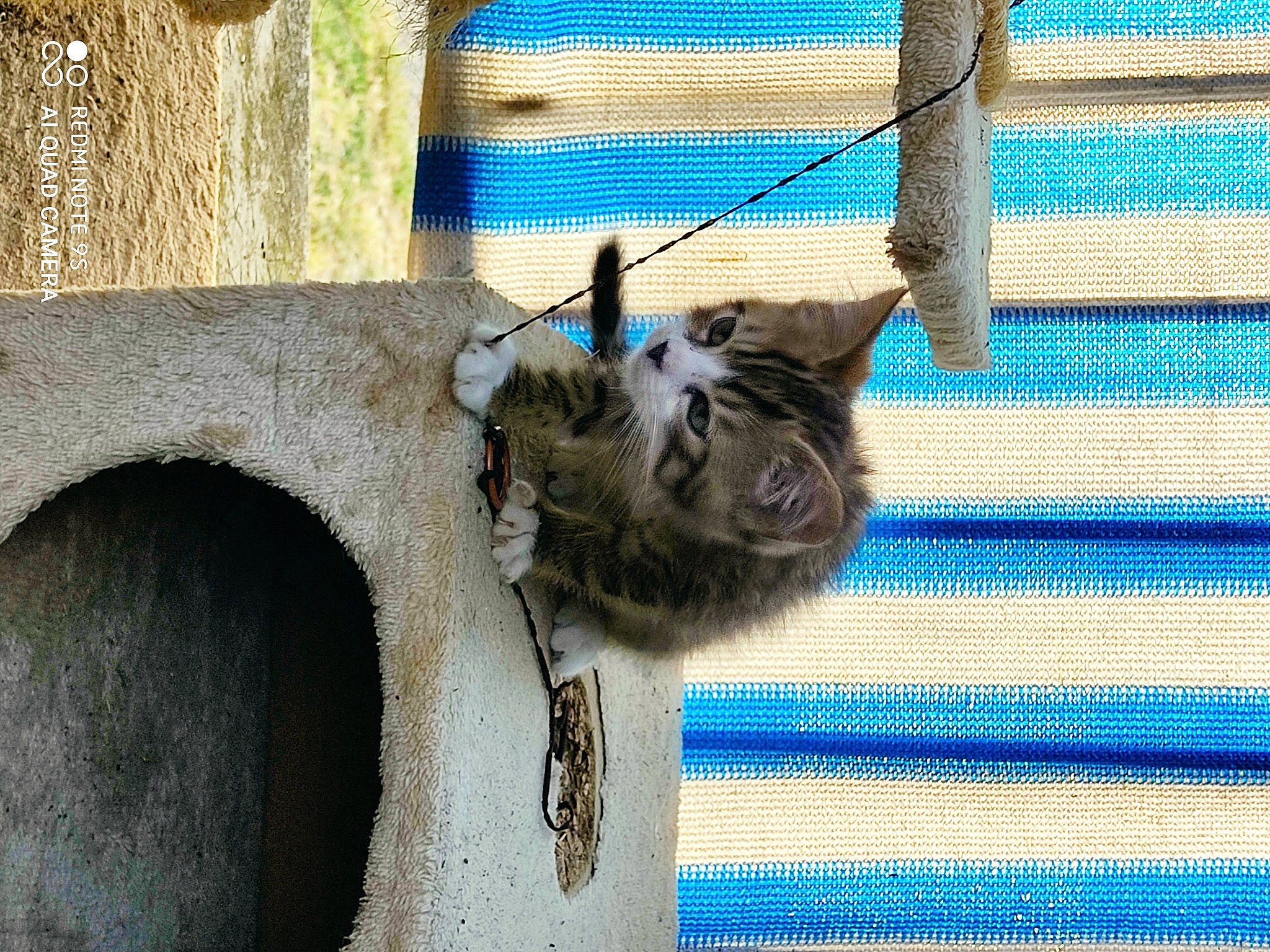 Reggae a rejoint le concours — aidez-le/la à gagner de superbes lots ! carnivore, cat, european_shorthair, fawn, felidae, kitten, maine_coon, procyonidae, small_to_medium_sized_cats, tabby_cat, tail, whiskers