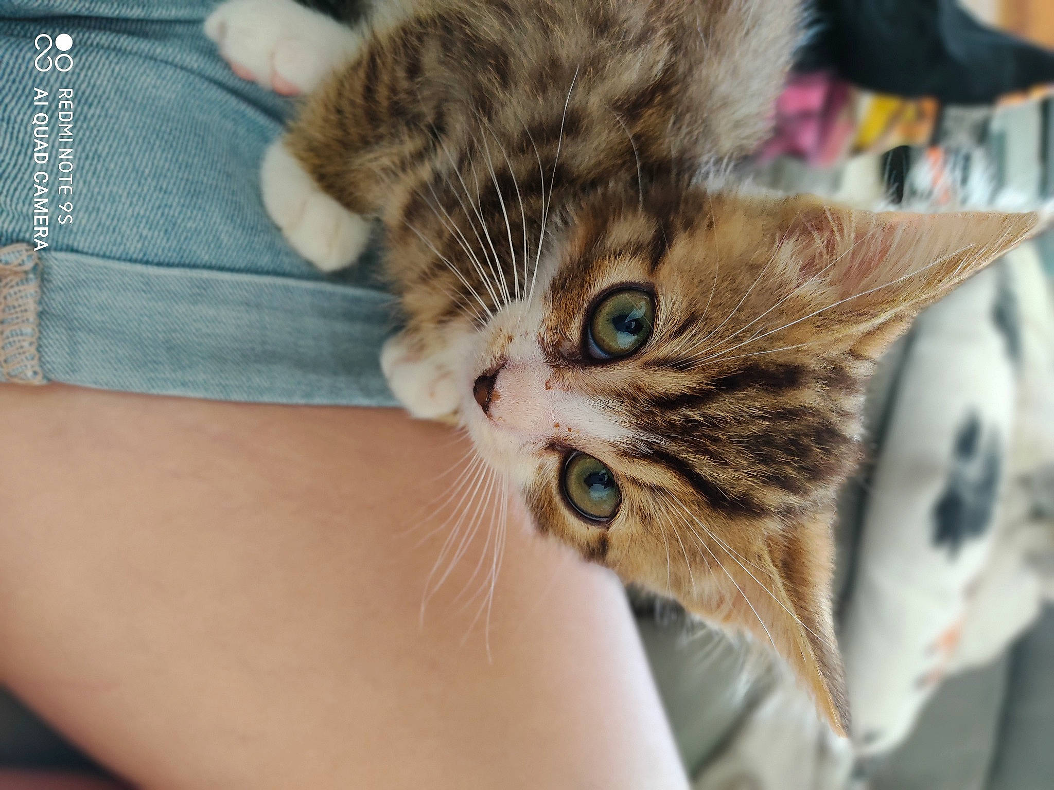 Reggae participe au concours pour gagner de l'argent avec cette photo : american_shorthair, american_wirehair, asian, carnivore, cat, domestic_short_haired_cat, dragon_li, european_shorthair, eye, felidae, fur, hand, kitten, mammal, norwegian_forest_cat, pixie_bob, skin, small_to_medium_sized_cats, tabby_cat, whiskers