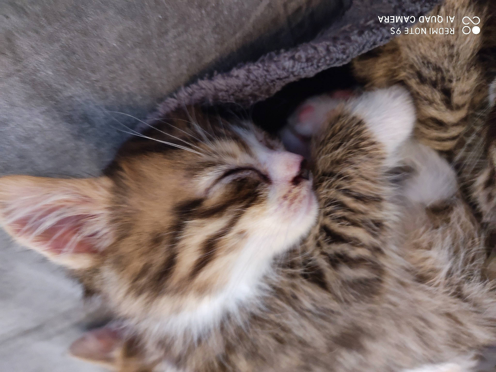 Reggae participe au concours pour gagner de l'argent avec cette photo : american_shorthair, asian, bengal, carnivore, cat, domestic_short_haired_cat, dragon_li, egyptian_mau, european_shorthair, felidae, fur, kitten, mammal, nose, pixie_bob, small_to_medium_sized_cats, tabby_cat, toyger, vertebrate, whiskers