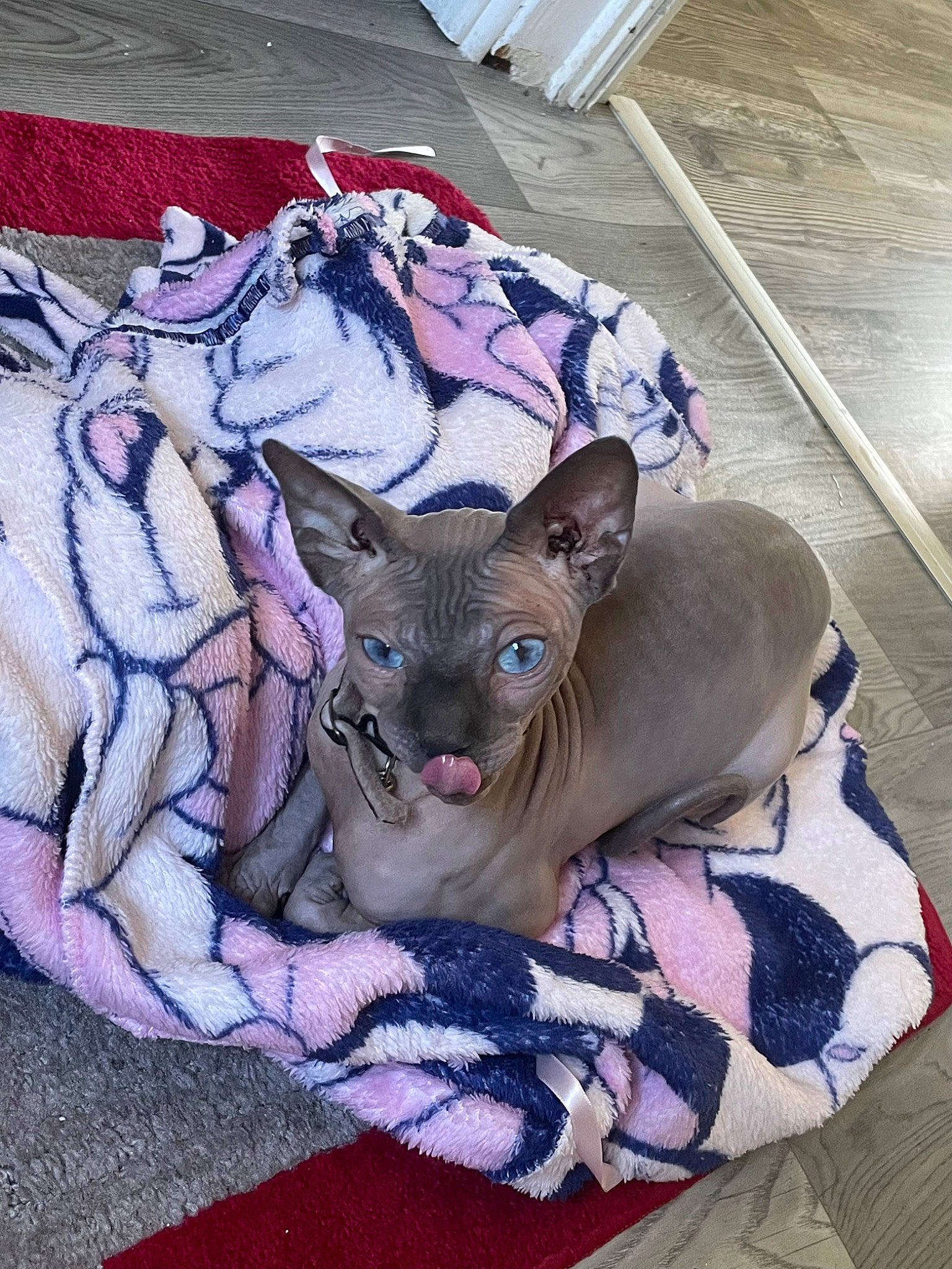 Sméagol is registered to the contest to win money with this photo: art, carnivore, comfort, companion_dog, dog_breed, fawn, felidae, fur, grey, linens, magenta, pattern, pink, purple, sleeve, small_to_medium_sized_cats, tail, visual_arts, whiskers, working_animal