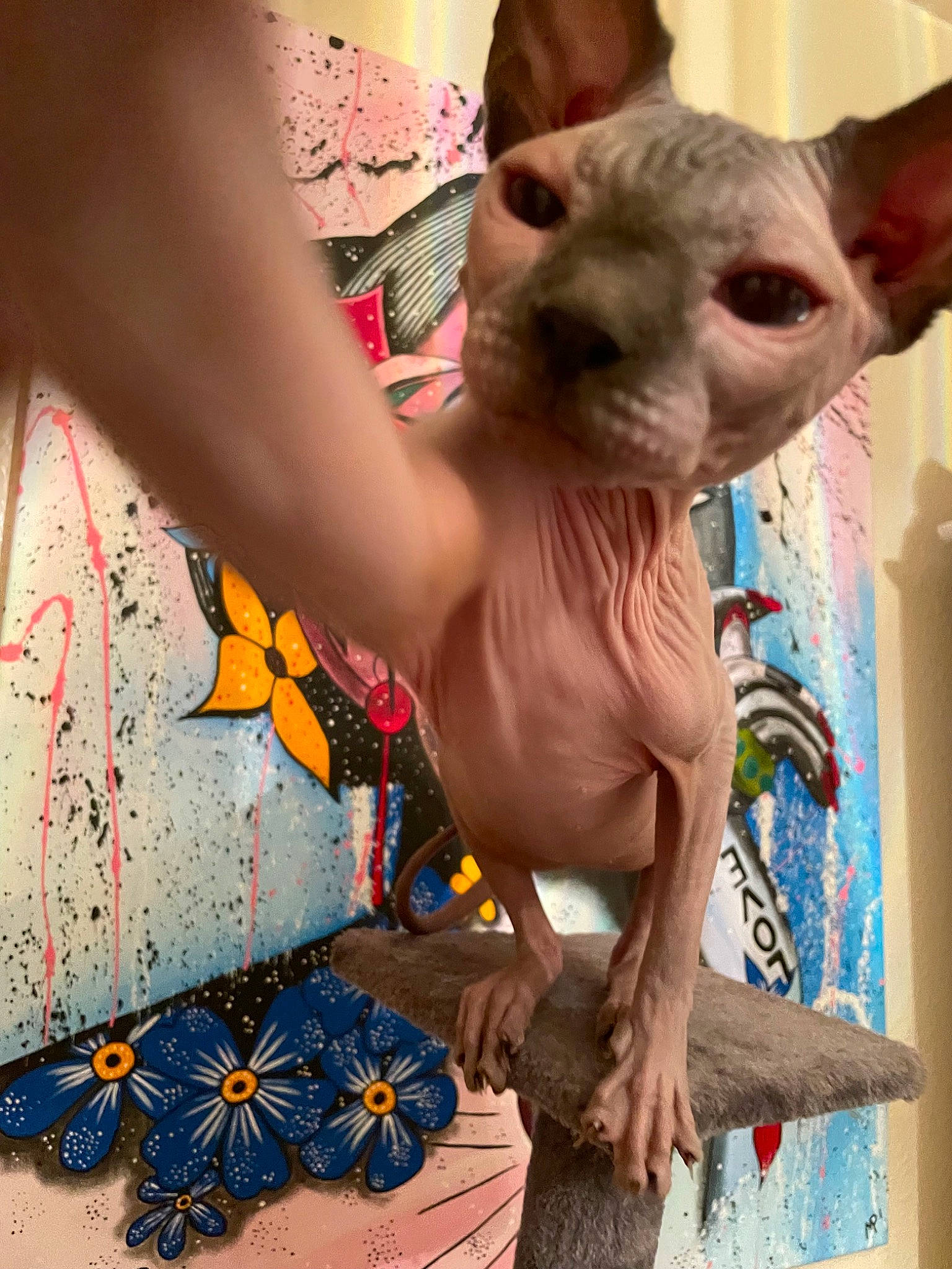 Sméagol joined the competition — help win amazing prizes! art, canidae, carnivore, companion_dog, dog_breed, fashion_accessory, fawn, felidae, flesh, fur, mexican_hairless_dog, pattern, snout, terrestrial_animal, tie, toy_dog, visual_arts, whiskers, working_animal