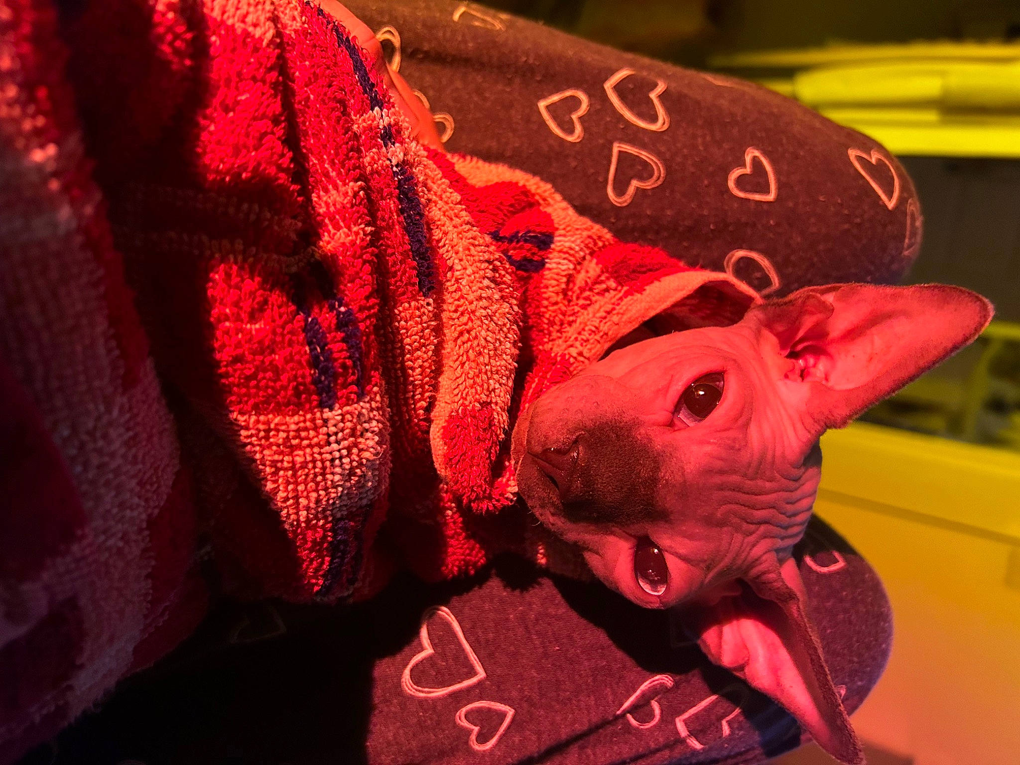 Sméagol joined the competition — help win amazing prizes! art, carmine, domestic_pig, electric_blue, fashion_accessory, fawn, flesh, magenta, metal, nail, pattern, peach, personal_protective_equipment, pink, sleeve, snout, suidae, thread, visual_arts, working_animal