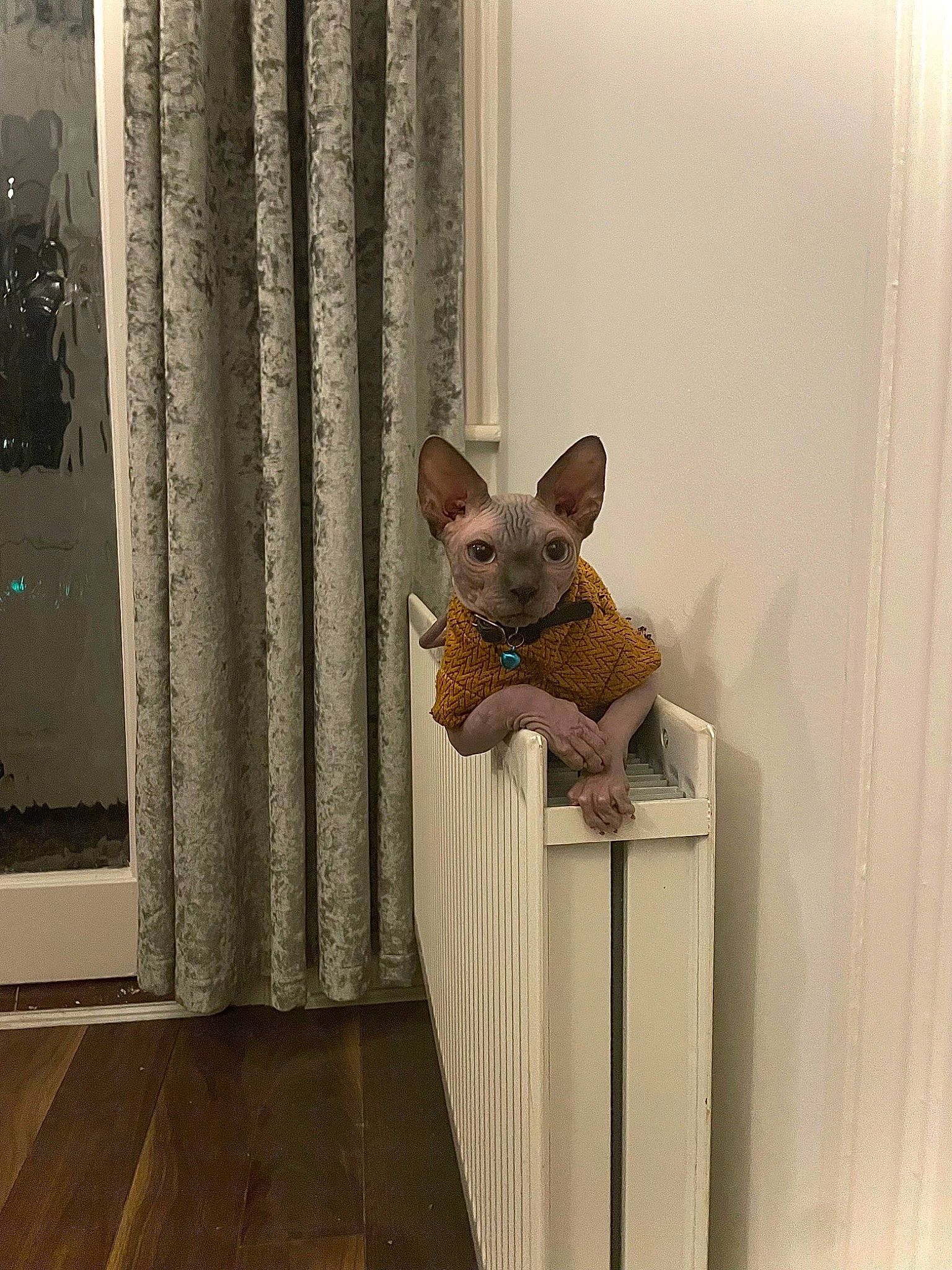 Sméagol is registered to the contest to win money with this photo: art, carnivore, curtain, dog, dog_breed, fawn, felidae, floor, flooring, hardwood, interior_design, room, small_to_medium_sized_cats, snout, tail, toy, visual_arts, whiskers, window, wood