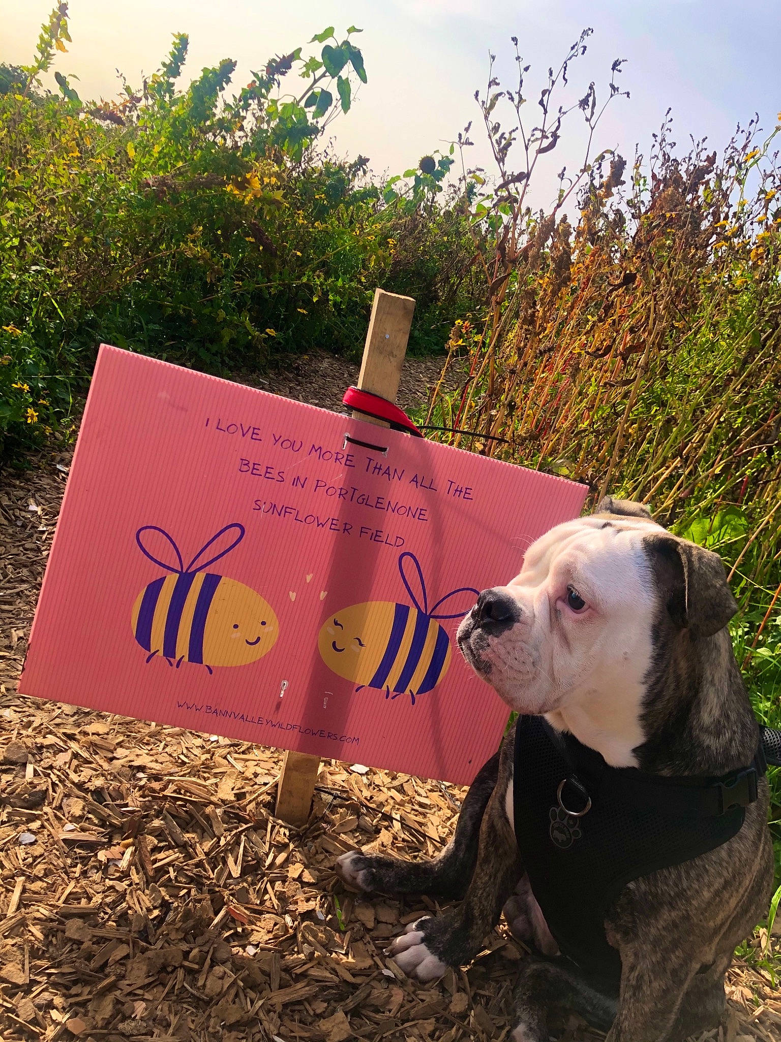 Winston is registered to the contest to win money with this photo: carnivore, companion_dog, dog, dog_breed, font, grass, landscape, morning, pet_supply, plant, sand, signage, sky, soil, sporting_group, sunlight, tail, terrestrial_animal, tree, working_animal