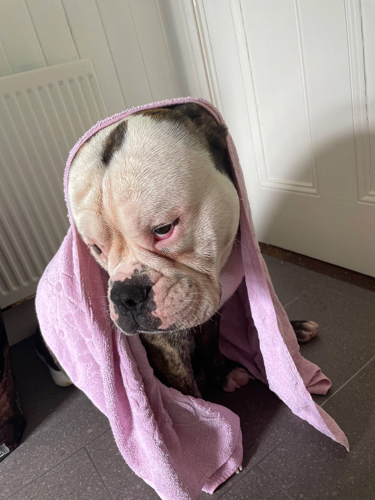 Winston joined the competition — help win amazing prizes! bulldog, canidae, carnivore, collar, comfort, companion_dog, dog, dog_breed, dog_supply, fawn, flooring, fur, linens, liver, pet_supply, snout, sporting_group, terrestrial_animal, working_animal, wrinkle