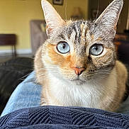 Nai Cha is registered to the contest to win money with this photo: cat, blue_eyes, feline, pet, animal, portrait, close_up, whiskers, ears, fur, tabby, calico, white_chest, indoors, living_room, lap, couch, chair, home, photography