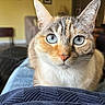 cat, blue_eyes, feline, pet, animal, portrait, close_up, whiskers, ears, fur, tabby, calico, white_chest, indoors, living_room, lap, couch, chair, home, photography