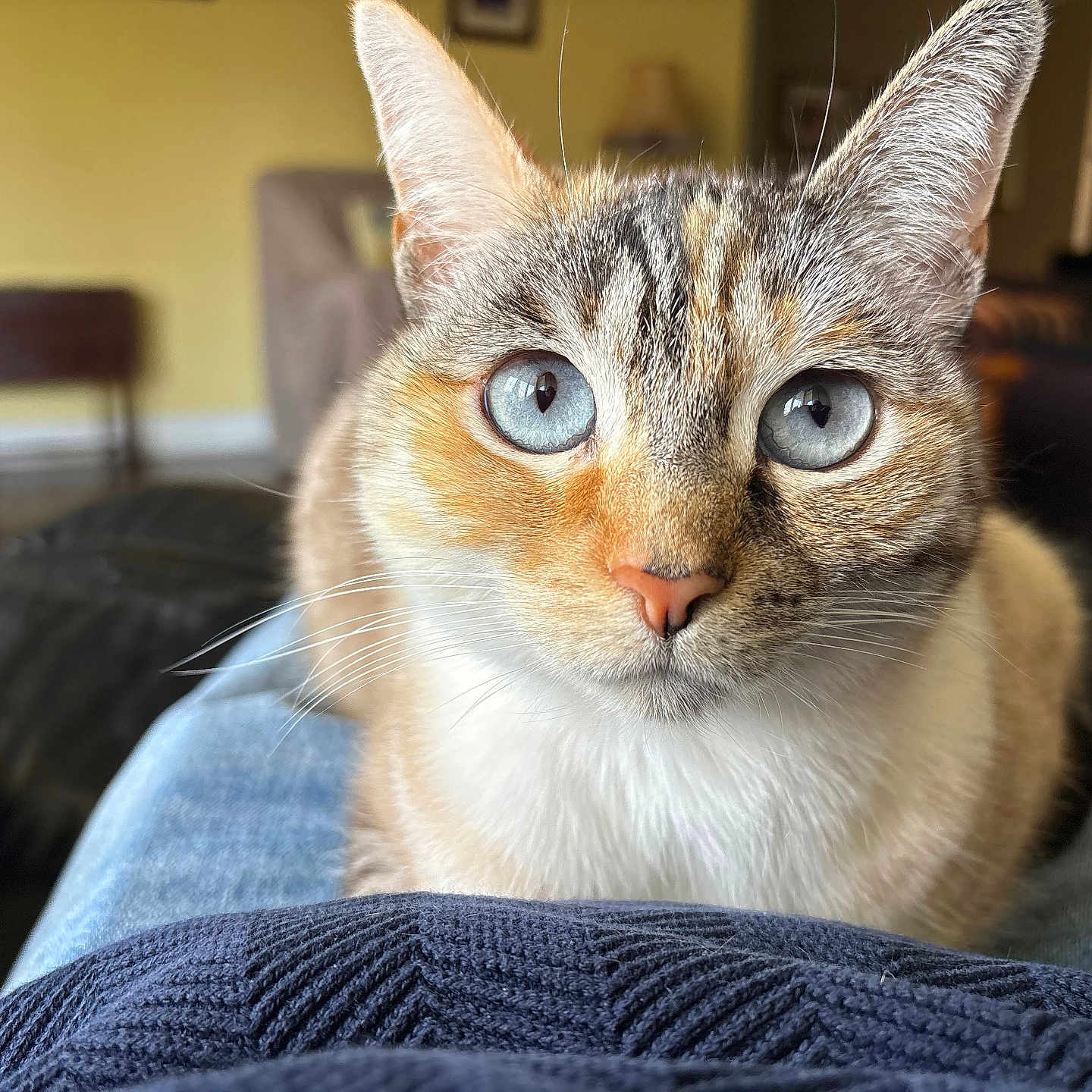 Nai Cha is registered to the contest to win money with this photo: cat, blue_eyes, feline, pet, animal, portrait, close_up, whiskers, ears, fur, tabby, calico, white_chest, indoors, living_room, lap, couch, chair, home, photography