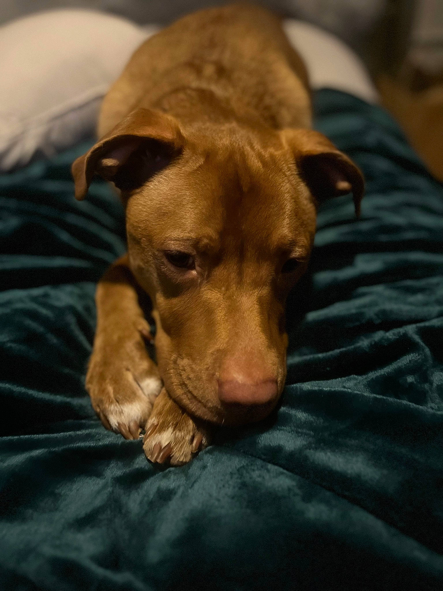 Tilly joined the competition — help win amazing prizes! brown, canidae, carnivore, comfort, companion_dog, dog, dog_breed, ear, fawn, fur, guard_dog, hardwood, liver, puppy, snout, sporting_group, terrestrial_animal, whiskers, wood, working_animal