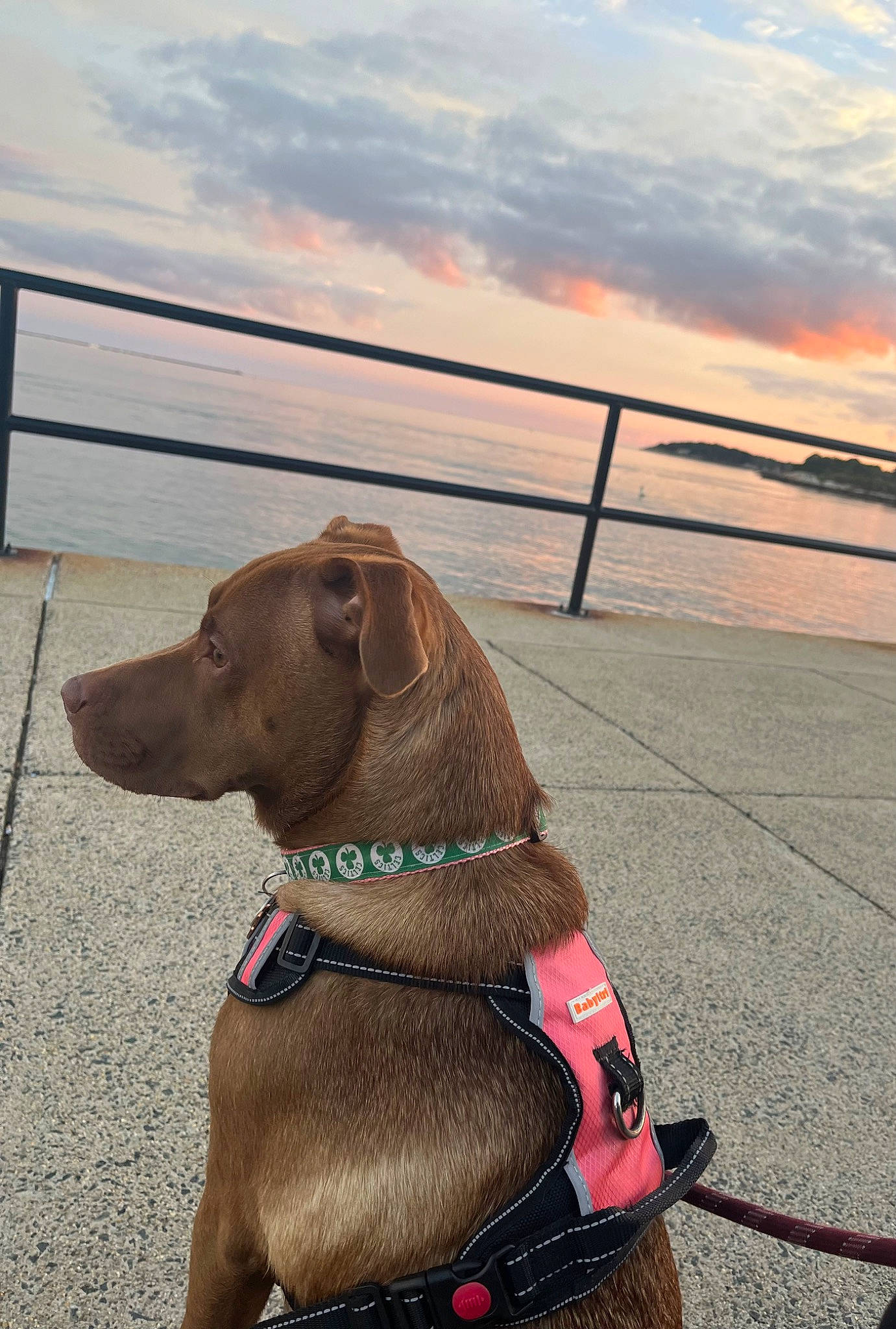 Tilly joined the competition — help win amazing prizes! carnivore, cloud, collar, companion_dog, dog, dog_breed, dog_collar, dog_supply, fawn, gun_dog, horizon, leash, liver, pet_supply, sky, snout, sporting_group, water, wood, working_animal