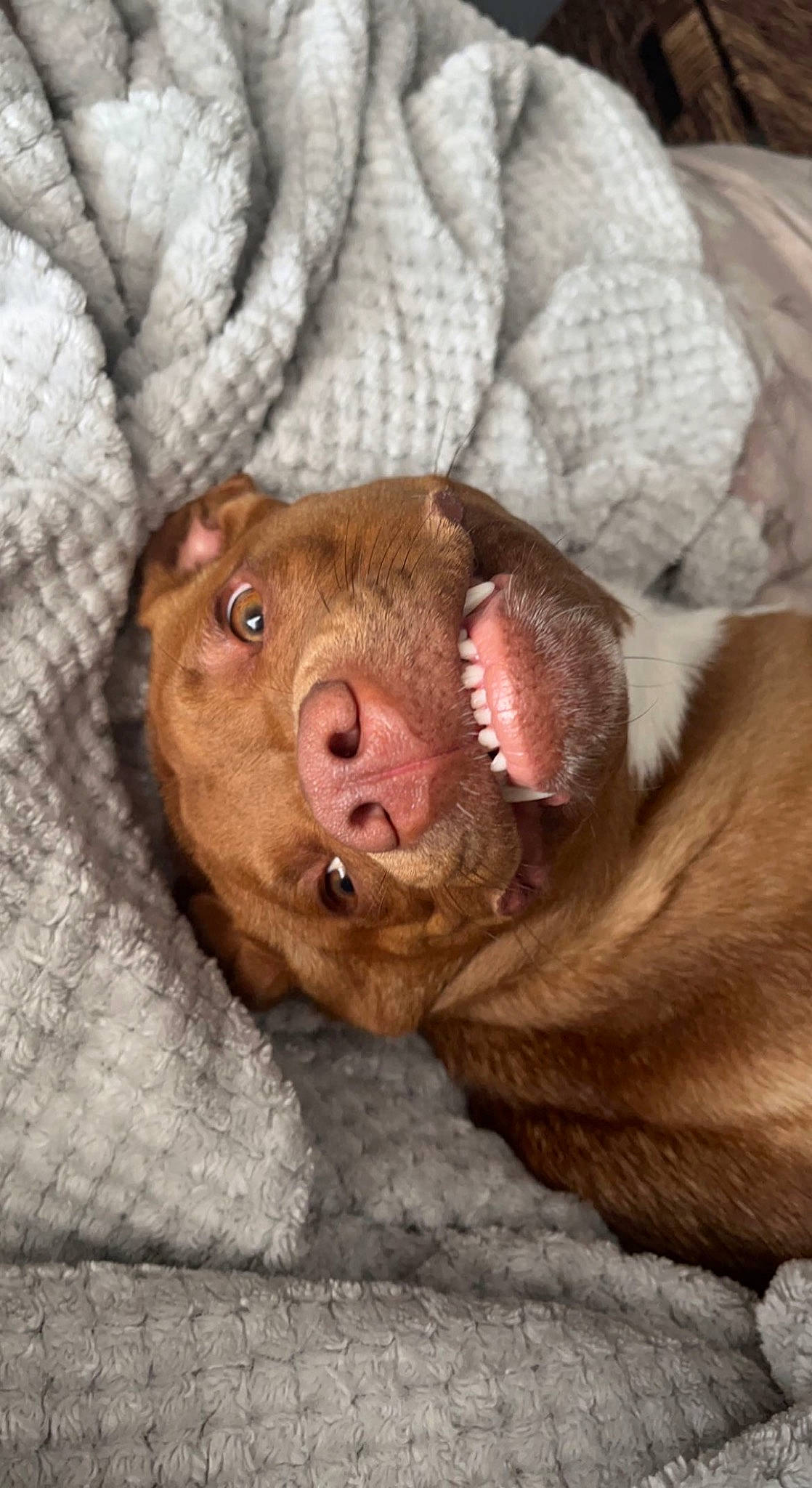 Tilly is registered to the contest to win money with this photo: carnivore, comfort, companion_dog, dog, dog_breed, fawn, fur, gun_dog, liver, pointing_breed, snout, sporting_group, terrestrial_animal, whiskers, working_animal, wrinkle