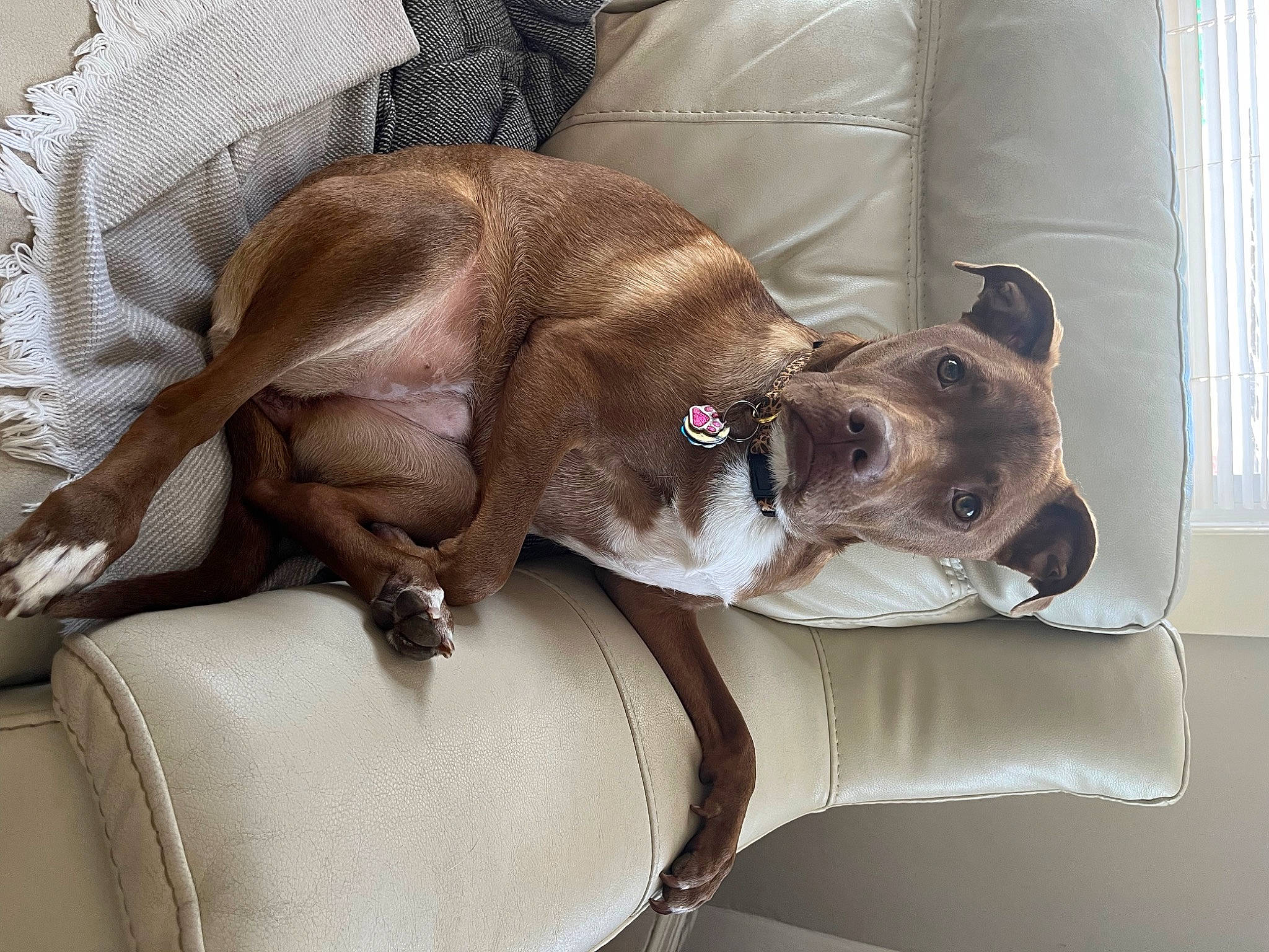 Tilly joined the competition — help win amazing prizes! canidae, carnivore, collar, comfort, companion_dog, dog, dog_breed, dog_collar, dog_supply, ear, fawn, grey, guard_dog, linens, liver, nap, pet_supply, sporting_group, whiskers, working_animal