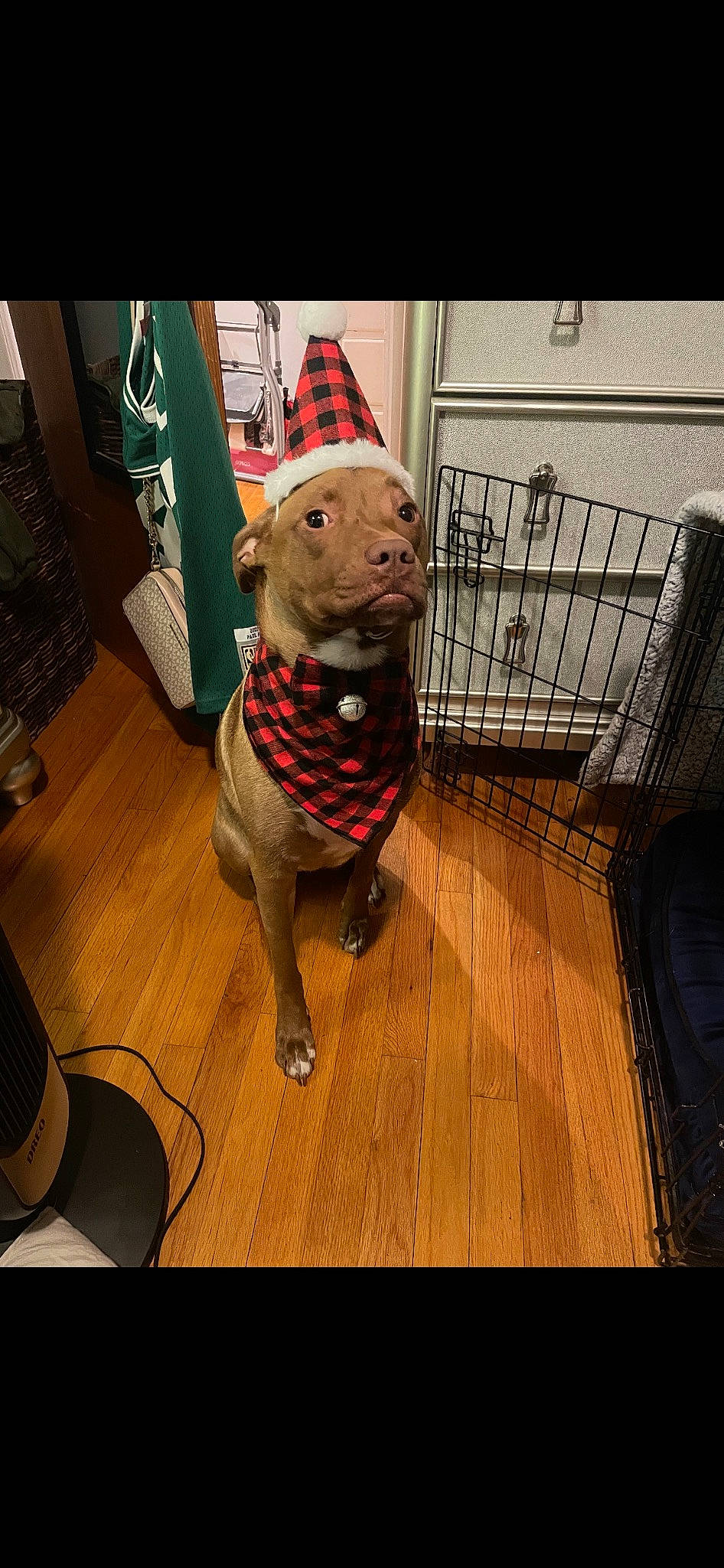 Tilly joined the competition — help win amazing prizes! carmine, companion_dog, dog_clothes, event, fawn, fictional_character, floor, flooring, fur, hardwood, mascot, pattern, pet_supply, room, snout, stuffed_toy, tail, toy, wood, working_animal