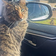 Ricky joined the competition — help win amazing prizes! cat, tabby_cat, feline, pet, animal, whiskers, green_eyes, fluffy, striped_fur, sitting, portrait, car, passenger_seat, vehicle, side_mirror, window, outdoor, sunlight, blue_sky, road_trip