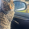 cat, tabby_cat, feline, pet, animal, whiskers, green_eyes, fluffy, striped_fur, sitting, portrait, car, passenger_seat, vehicle, side_mirror, window, outdoor, sunlight, blue_sky, road_trip
