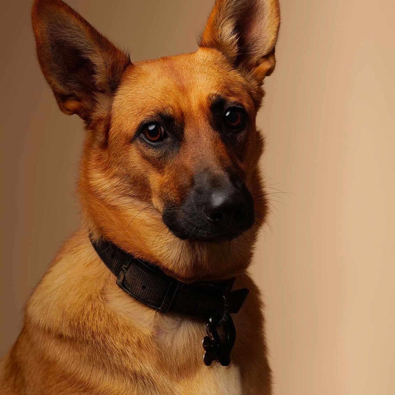 Gaïa a rejoint le concours — aidez-le/la à gagner de superbes lots ! alert, animal, brown_fur, calm, canine, closeup, collar, dog, domestic_animal, ears, indoors, isolated, looking_at_camera, mammal, pet, portrait, short_fur, studio, tag, warm_lighting