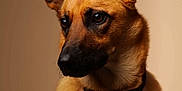 Gaïa participe au concours pour gagner de l'argent avec cette photo : alert, animal, black_nose, brown, canine, closeup, collar, dog, domestic_animal, ears, expression, fur, indoor, looking_away, mammal, pet, portrait, side_view, studio_lighting, warm_background