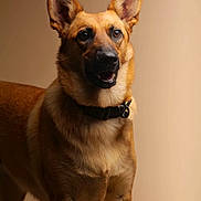 Gaïa participe au concours pour gagner de l'argent avec cette photo : alert, animal, background, brown_fur, canine, closeup, collar, companion, dog, domestic_animal, ears, friendly, furry, german_shepherd, indoor, looking, mammal, pet, portrait, standing