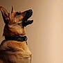 Gaïa a rejoint le concours — aidez-le/la à gagner de superbes lots ! alert, animal, background, black_collar, brown_fur, canine, companion, dog, domestic_animal, ears, fur_texture, german_shepherd, indoor, looking_up, muzzle, pet, portrait, side_view, studio, whiskers