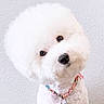 dog, white, fluffy, poodle, pet, collar, cute, head_tilt, indoor, portrait, animal, furry, small_dog, closeup, well_groomed, curious, adorable, domestic_animal, friendly, companion