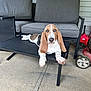 Toby joined the competition — help win amazing prizes! dog, basset_hound, puppy, outdoor, table, patio, sofa, gray_cushion, ear_flop, looking_at_camera, concrete_floor, backyard, lawn_mower, relaxed, pet, animal, long_ears, black_table, casual, sunlight