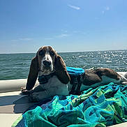 Toby joined the competition — help win amazing prizes! dog, basset_hound, life_jacket, boat, ocean, water, sky, sunlight, towel, outdoor, pet, canine, sea, relaxing, summer, daytime, animal, nature, marine, vacation
