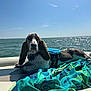 animal, basset_hound, boat, canine, daytime, dog, life_jacket, marine, nature, ocean, outdoor, pet, relaxing, sea, sky, summer, sunlight, towel, vacation, water