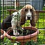 Toby is registered to the contest to win money with this photo: dog, basset_hound, flower_pot, garden, fence, greenery, grass, plant, outdoor, pet, canine, ears, soil, nature, yard, curious, animal, mischief, portrait, daylight