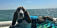 Toby joined the competition — help win amazing prizes! dog, basset_hound, life_jacket, boat, ocean, water, sky, sunlight, towel, outdoor, pet, canine, sea, relaxing, summer, daytime, animal, nature, marine, vacation