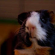 Didou participe au concours pour gagner de l'argent avec cette photo :