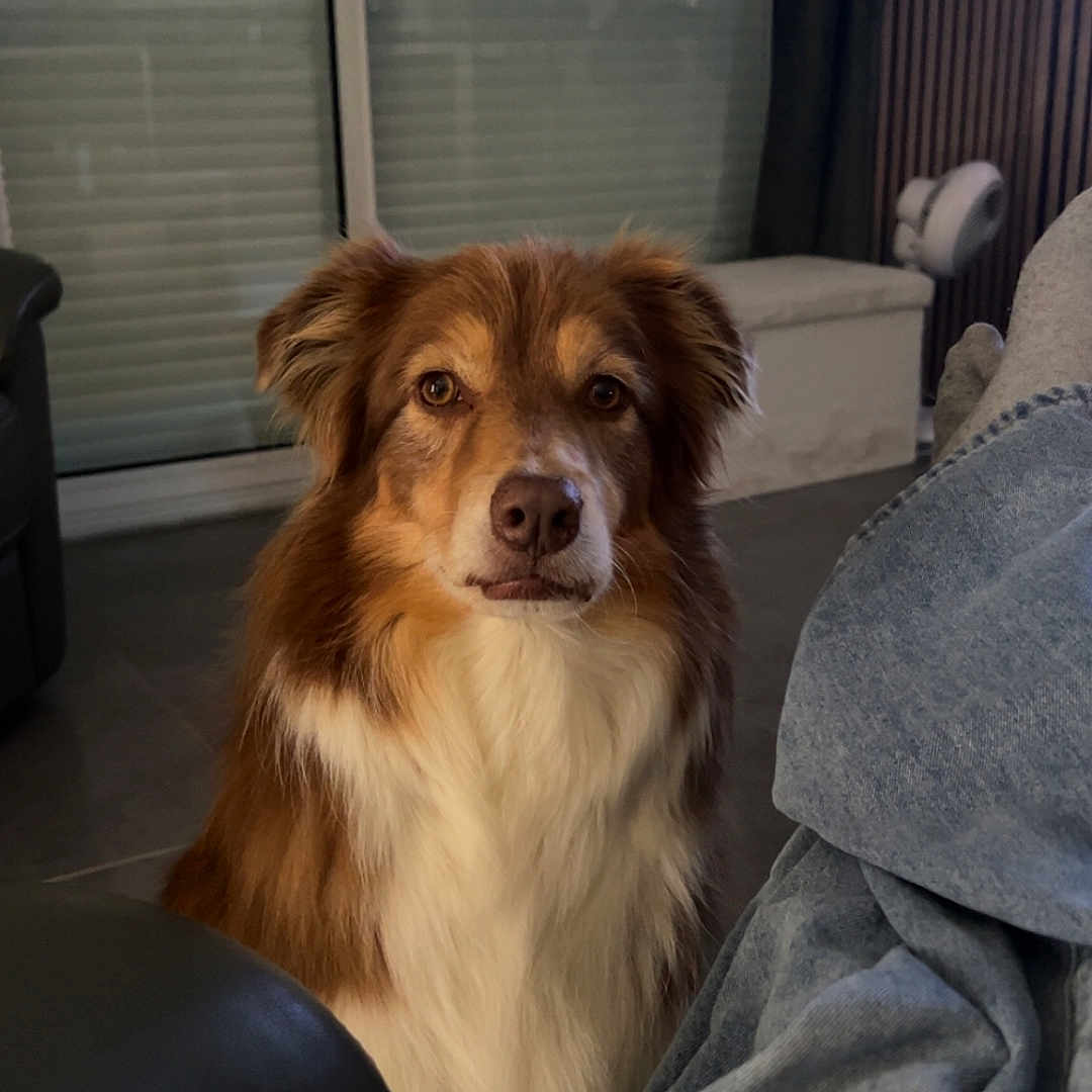 Roméo participe au concours pour gagner de l'argent avec cette photo : dog, brown_and_white, indoor, window, blinds, curtain, floor, person, jeans, socks, furniture, pet, canine, portrait, looking_at_camera, relaxed, cozy, living_room, seated, fluffy