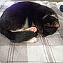Sally is registered to the contest to win money with this photo: cat, black_and_white, sleeping, curled_up, paw, blanket, plaid, indoor, cozy, fur, pet, animal, resting, cute, whiskers, tail, soft, comfort, quiet, relaxation