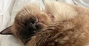 Nova is registered to the contest to win money with this photo: animal, bed, bedding, bedroom, blue_eyes, brown, cat, close_up, cream, fluffy, fur, indoors, long_hair, nose, paws, pet, portrait, relaxed, sleeping, whiskers